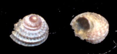 Clanculus juv.