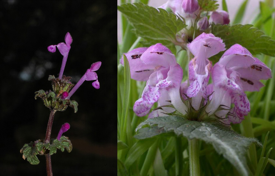 Famiglia LAMIACEAE