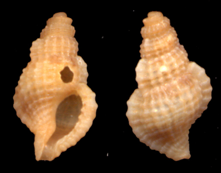 Colubraria reticulata