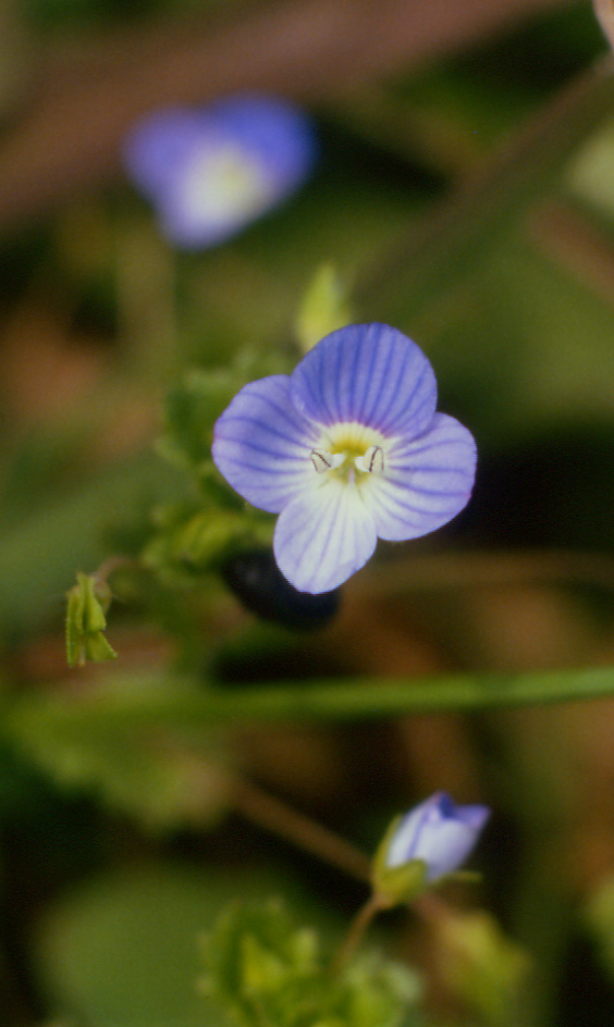 La primavera  vicina