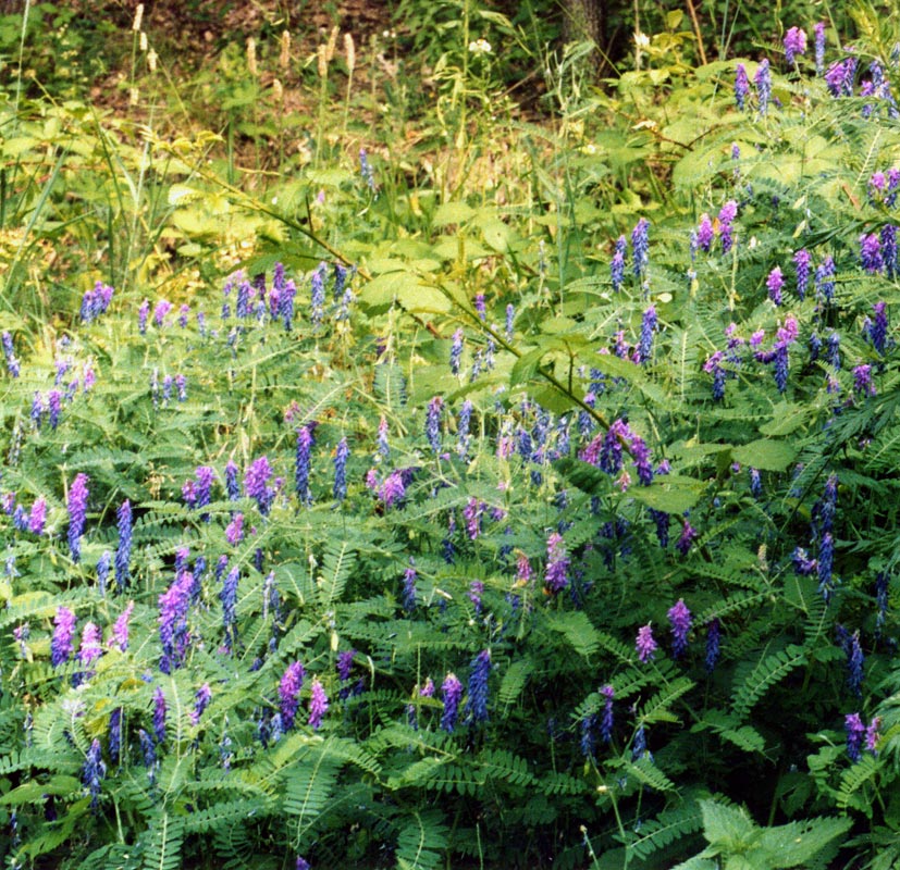 Piante di Monteveglio