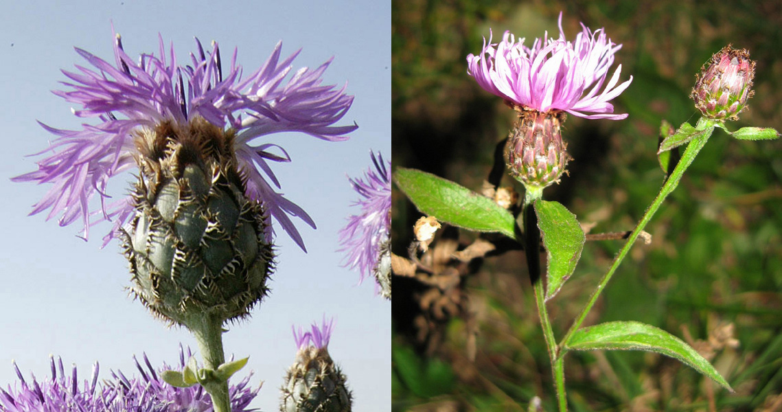 Famiglia ASTERACEAE e Genere Centaurea