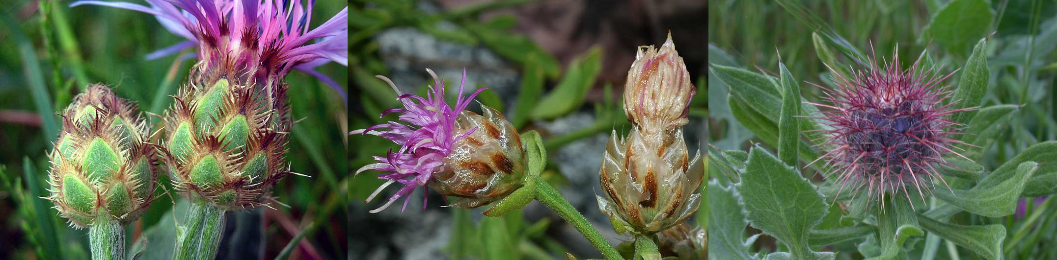 Famiglia ASTERACEAE e Genere Centaurea