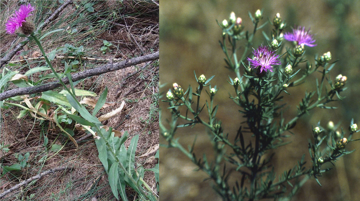 Famiglia ASTERACEAE e Genere Centaurea