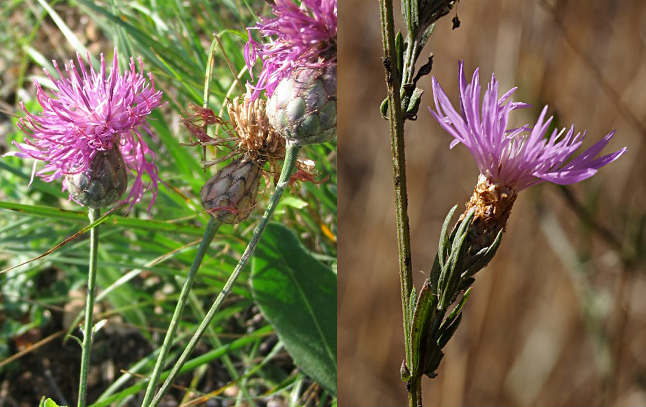 Famiglia ASTERACEAE e Genere Centaurea