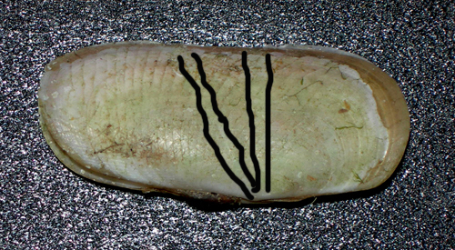 Solecurtus strigilatus