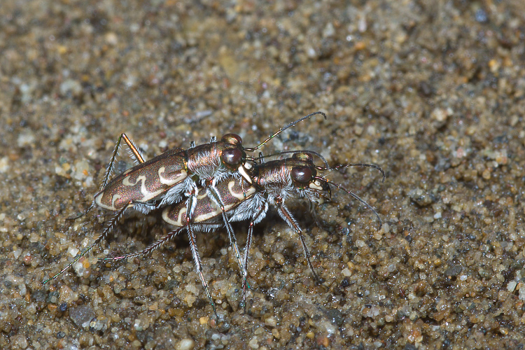 Cylindera trisignata