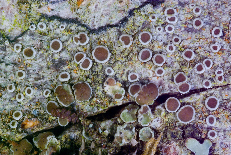 Lecanora argentata