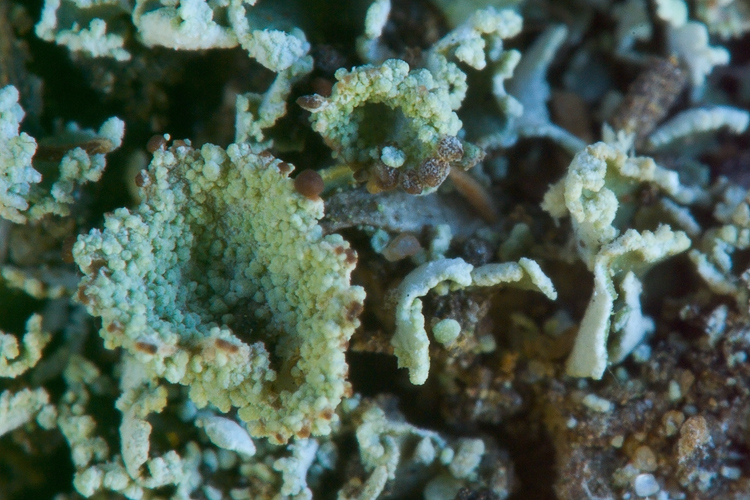 Cladonia pyxidata s. lat.