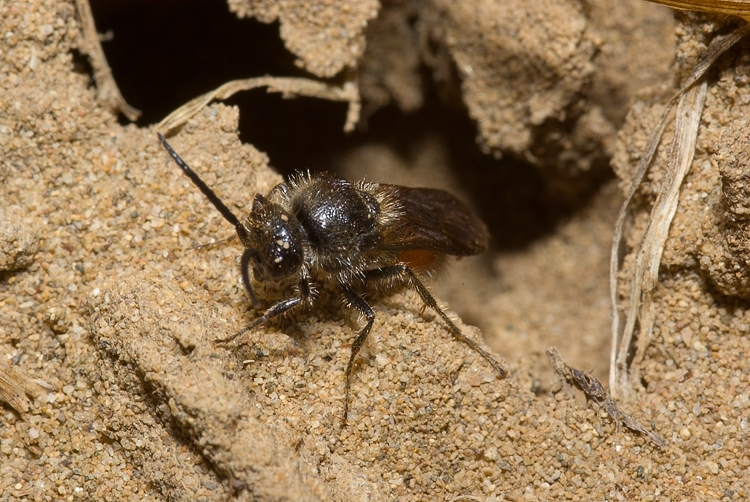 Mutillidae, che passione! + Scoliidae, Mgachilidae e altri