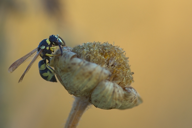 Mutillidae, che passione! + Scoliidae, Mgachilidae e altri