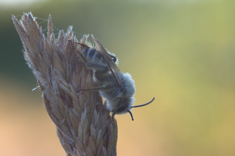 Mutillidae, che passione! + Scoliidae, Mgachilidae e altri