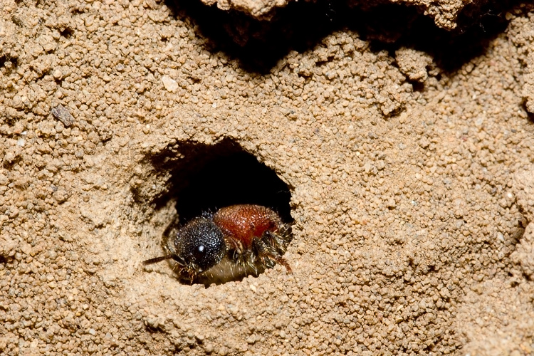 Mutillidae, che passione! + Scoliidae, Mgachilidae e altri