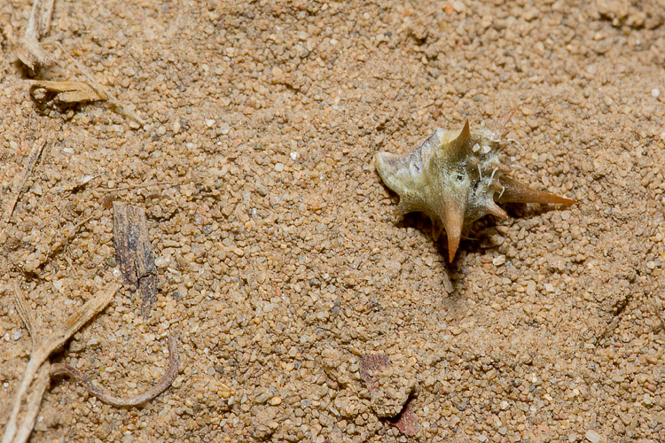 Mutillidae, che passione! + Scoliidae, Mgachilidae e altri