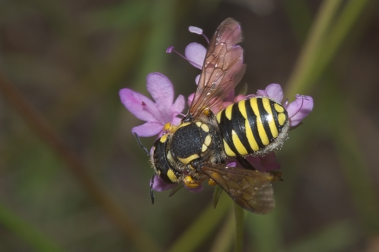 Mutillidae, che passione! + Scoliidae, Mgachilidae e altri