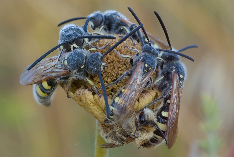 Mutillidae, che passione! + Scoliidae, Mgachilidae e altri