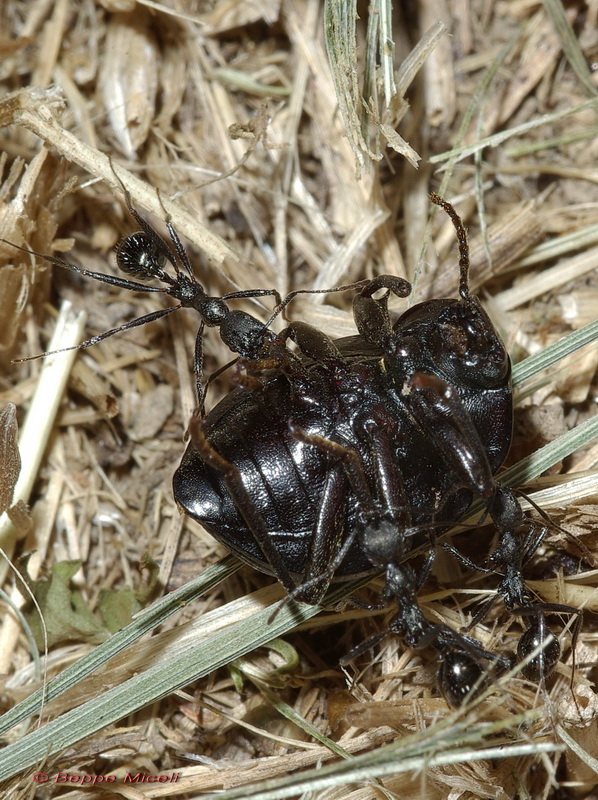 Enoplopus dentipes (Tenebrionidae) predato da formiche