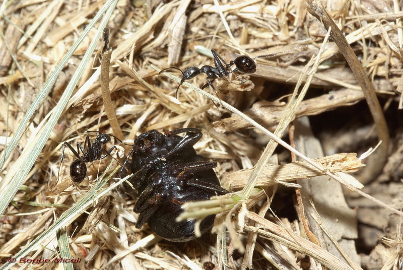 Enoplopus dentipes (Tenebrionidae) predato da formiche
