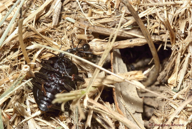 Enoplopus dentipes (Tenebrionidae) predato da formiche