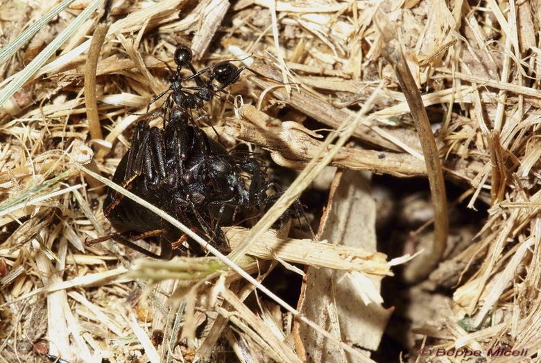 Enoplopus dentipes (Tenebrionidae) predato da formiche