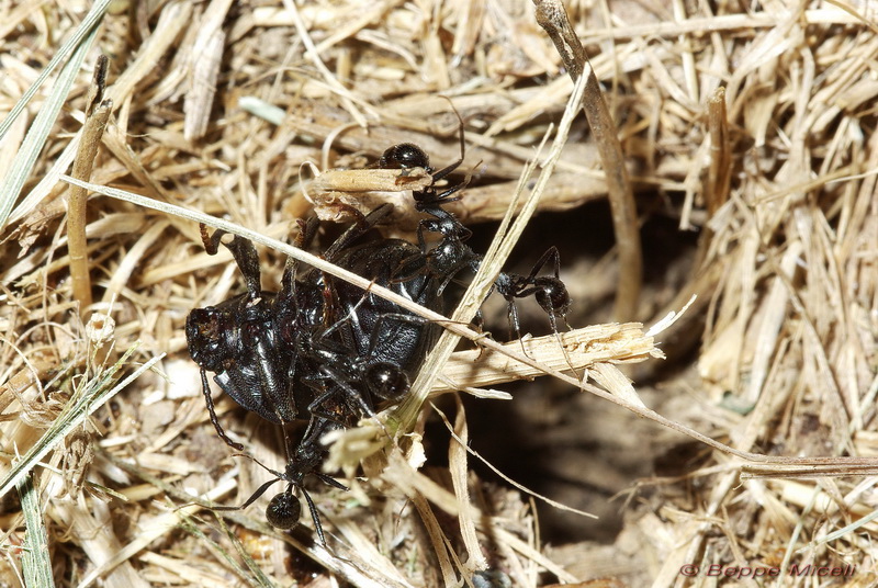 Enoplopus dentipes (Tenebrionidae) predato da formiche