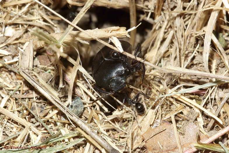 Enoplopus dentipes (Tenebrionidae) predato da formiche