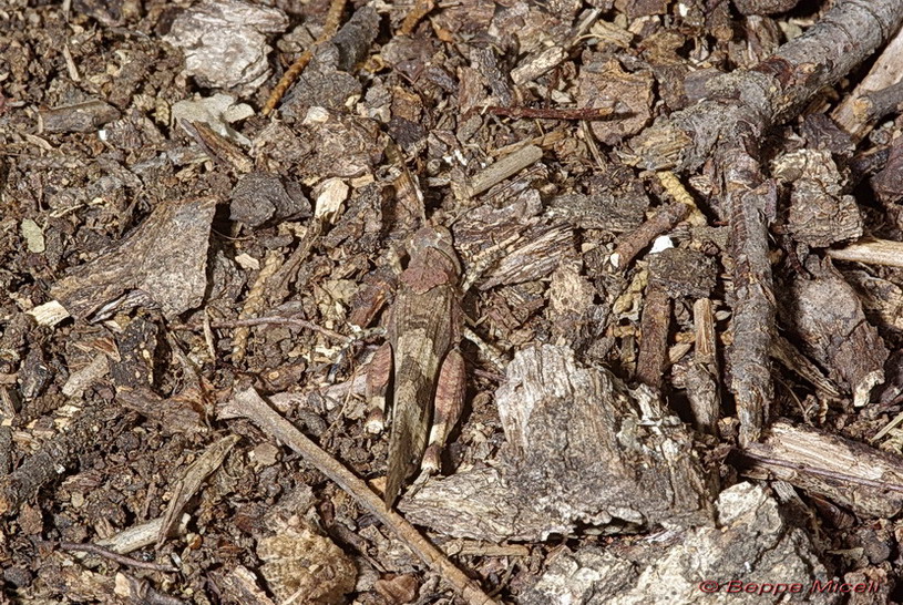 Oedipoda sp.