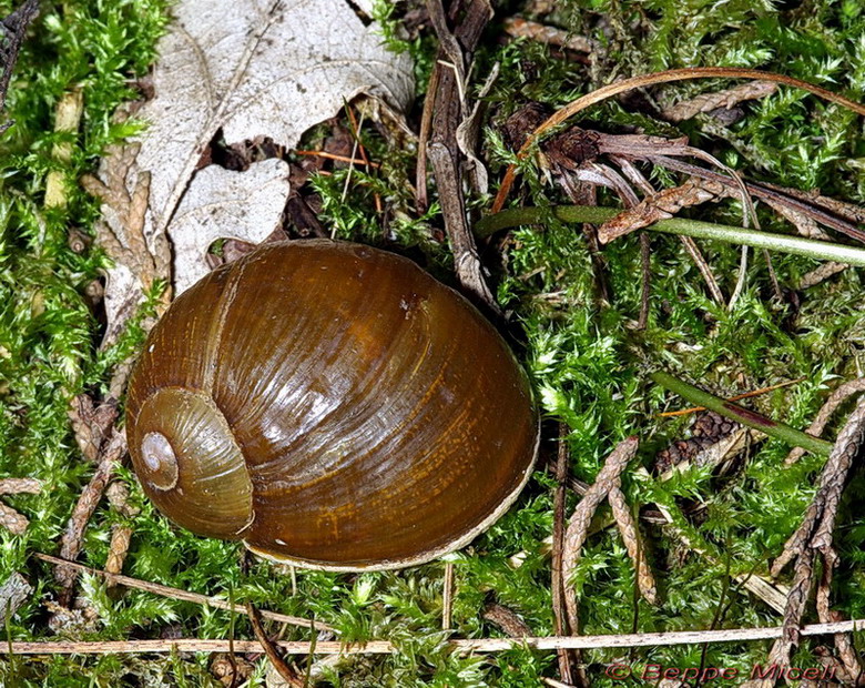 Cantareus apertus (Born, 1778)