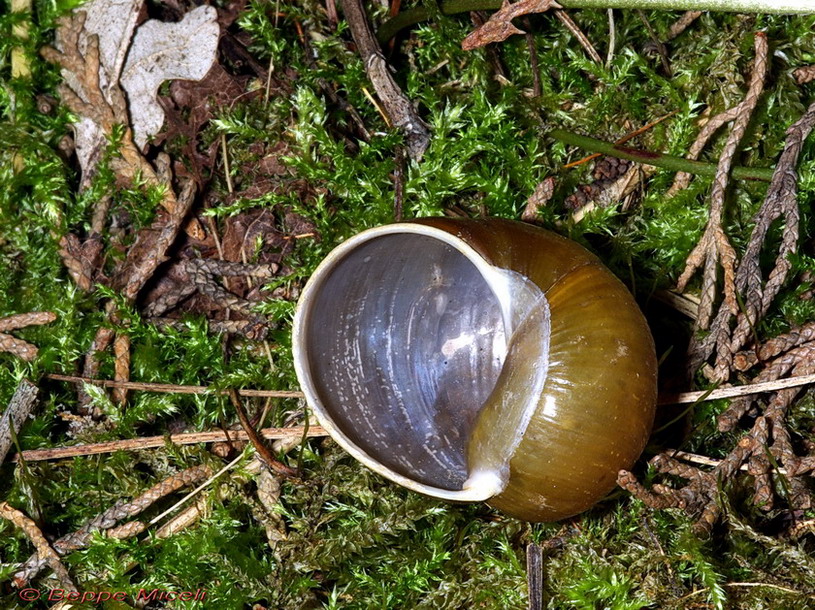 Cantareus apertus (Born, 1778)