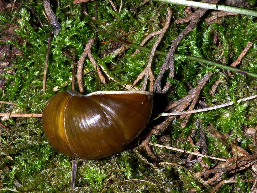 Cantareus apertus (Born, 1778)