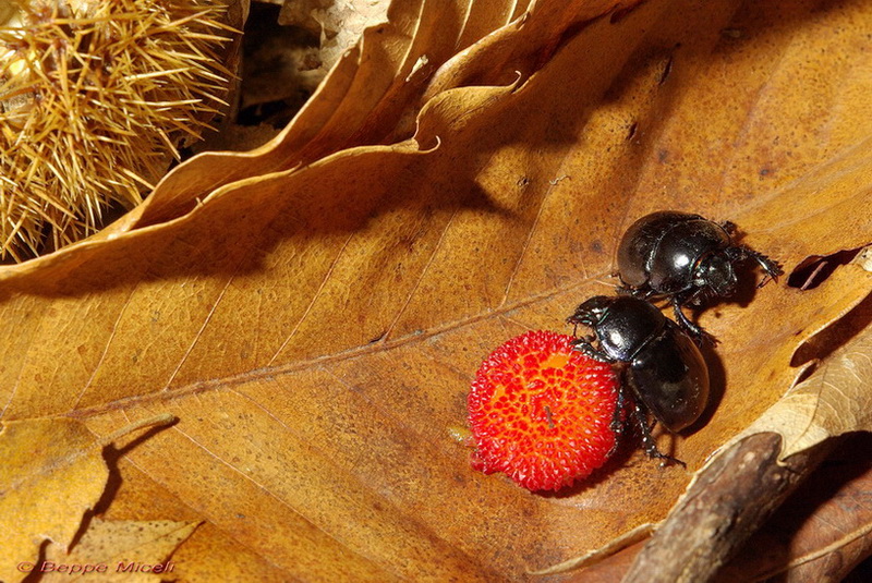 Anoplotrupes stercorosus nel bosco di Monticiano