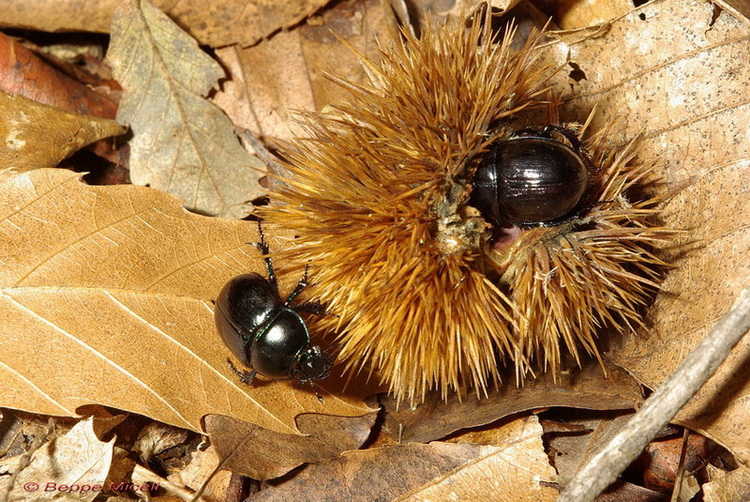 Anoplotrupes stercorosus nel bosco di Monticiano