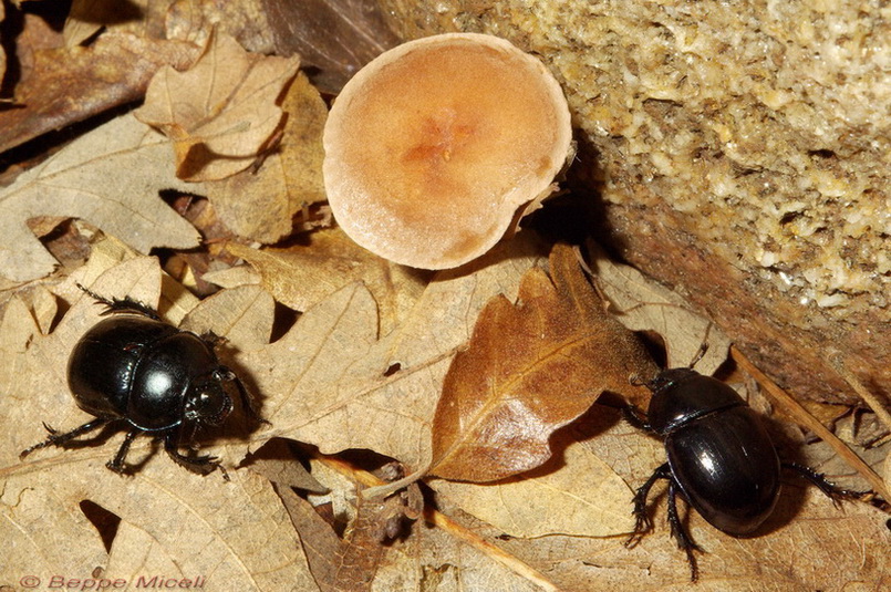 Anoplotrupes stercorosus nel bosco di Monticiano