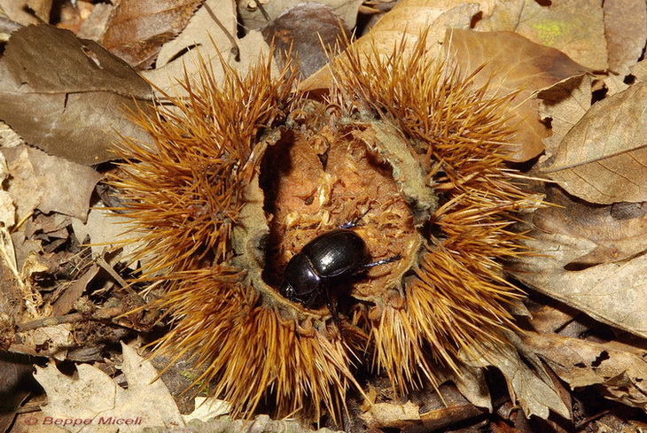 Anoplotrupes stercorosus nel bosco di Monticiano