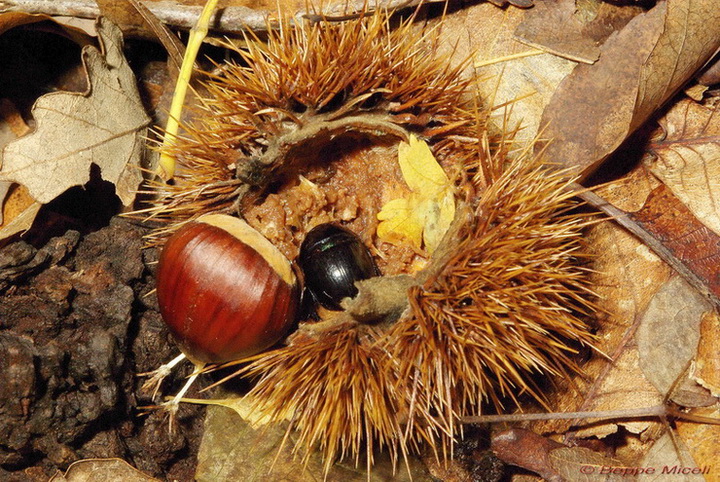Anoplotrupes stercorosus nel bosco di Monticiano