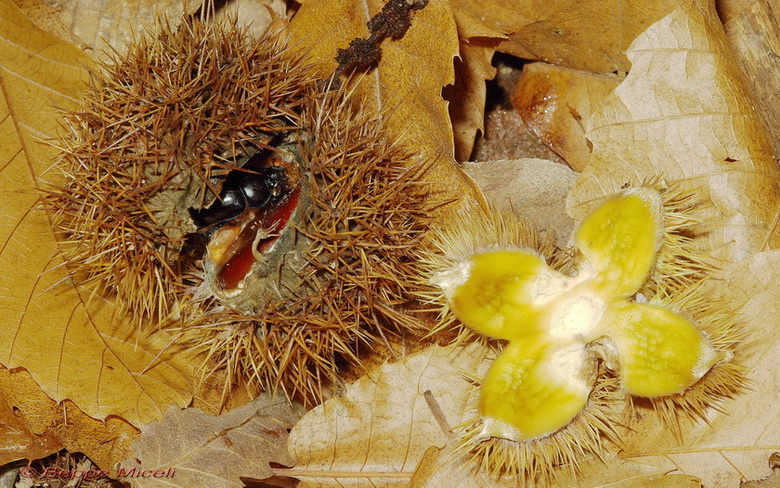 Anoplotrupes stercorosus nel bosco di Monticiano