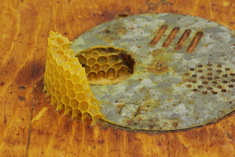 Alveare : curiosiamoci dentro.