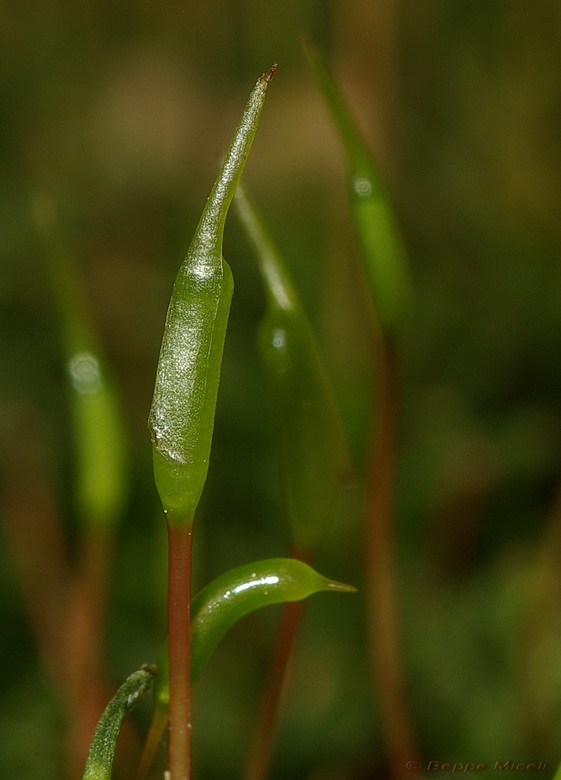 Riflessi