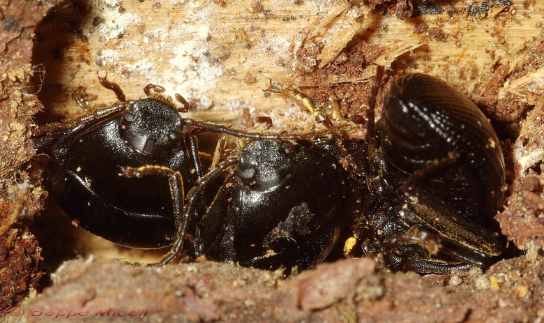 Enoplopus dentipes  e Helops sp.