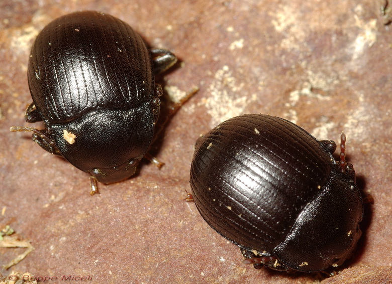 Enoplopus dentipes  e Helops sp.