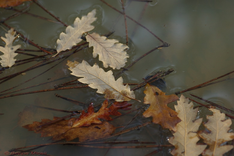 Riflessi