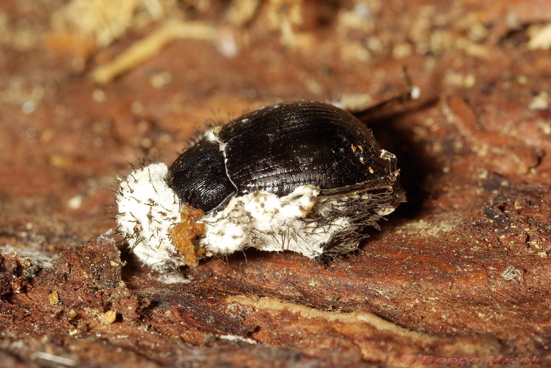 Enoplopus dentipes  e Helops sp.