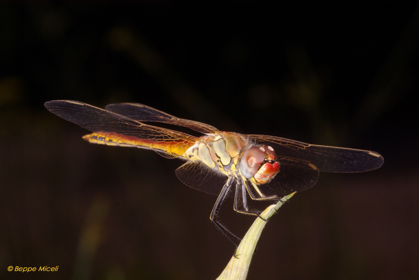 all''imbrunire: Sympetrum fonscolombii e Orthetrum brunneum