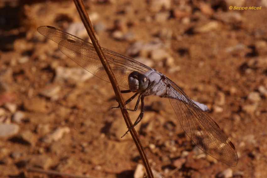 all''imbrunire: Sympetrum fonscolombii e Orthetrum brunneum