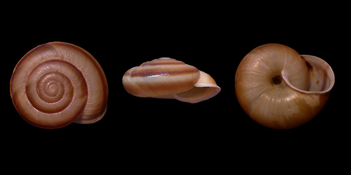 Chilostoma (Chilostoma) achates achates (Rossmssler, 1835)