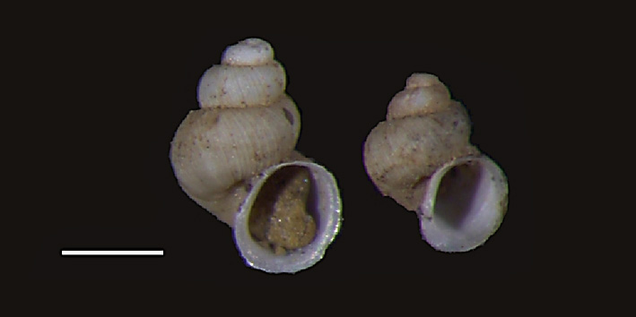 Belgrandia stochi (Bodon, Manganelli & Giusti, 1996)