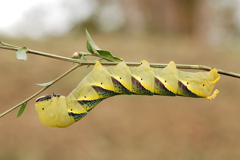 Acherontia atropos