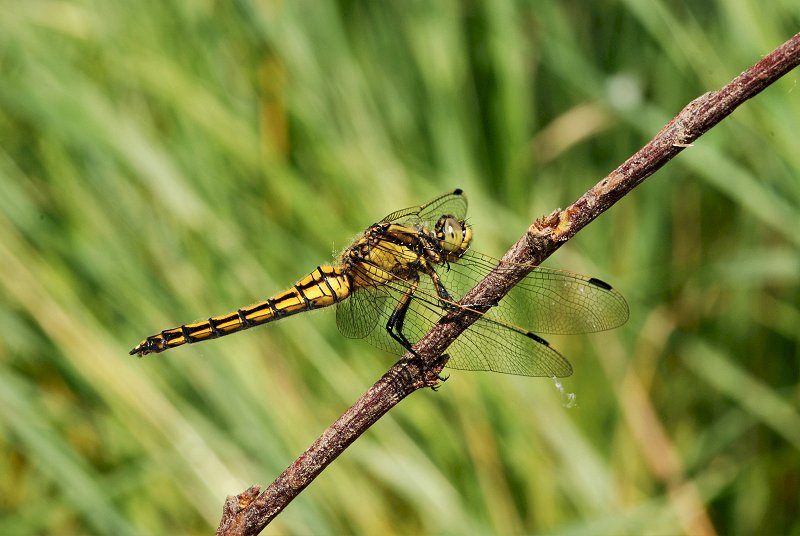 Orthetrum cancellatum femmina