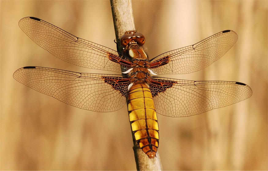 Libellula depressa (Odonata, Libellulidae)