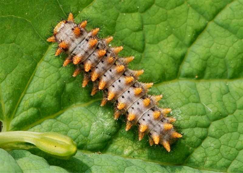 Larva Zerynthia cassandra